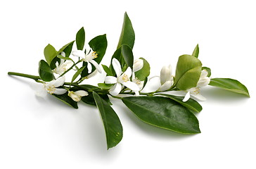 Image showing Kumquat flowers