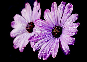 Image showing Oxeye daisy on black