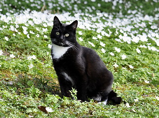 Image showing Cat outdoor