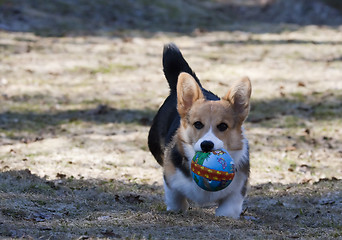 Image showing puppy