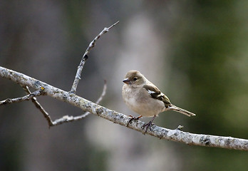 Image showing female chaffinch