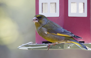 Image showing greenfinch