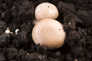 Image showing growing mushrooms