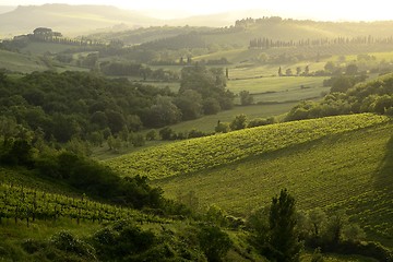 Image showing Chianti vineyard