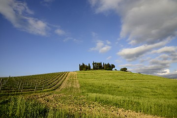 Image showing Vineyards