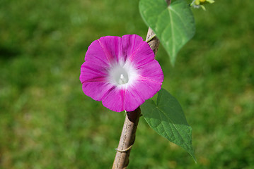 Image showing Single deep pink morning glory flower (Ipomoea purpurea)