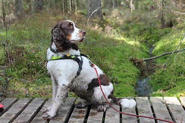 Image showing springer spaniel