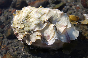 Image showing oyster