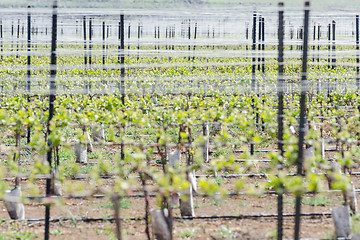 Image showing Close up green vineyard sprouts