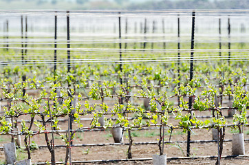 Image showing Alpine vineyard at spring Golan Heights