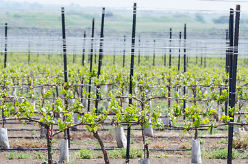 Image showing Spring seedlings of vineyard