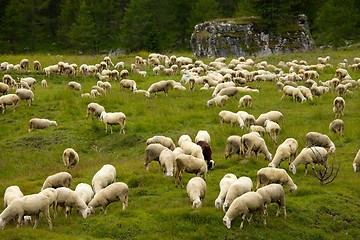 Image showing Sheep