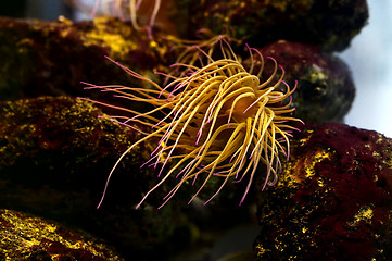 Image showing Sea anemone