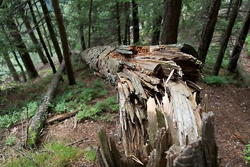 Image showing Fallen tree