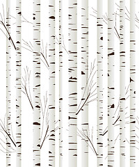 Image showing Birchwood background