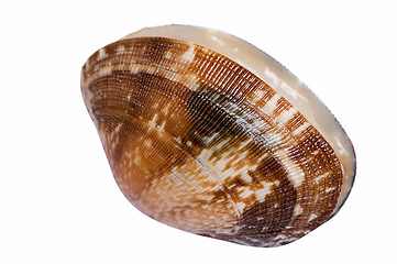 Image showing Shell