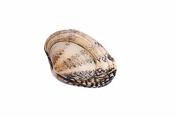 Image showing Shell