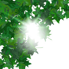 Image showing Maple leaves