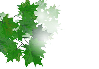 Image showing Maple leaves