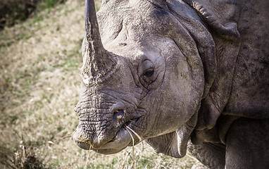 Image showing Indian one horned rhinoceros at Royal Chitwan national park in Nepal