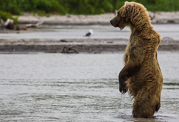 Image showing The brown bear fishes