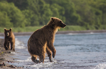 Image showing The brown bear fishes