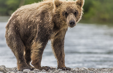 Image showing bear cub