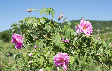 Image showing Plantation crops roses