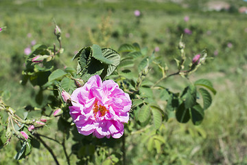 Image showing Plantation crops roses
