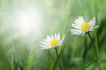 Image showing Spring flowers daisies