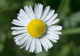 Image showing Spring flower daisies