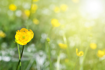 Image showing Yellow spring flowers