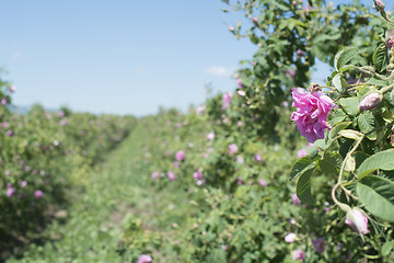 Image showing Plantation crops roses