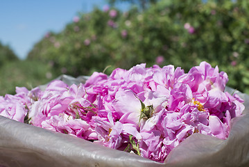 Image showing Plantation crops roses