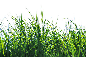 Image showing Isolated grass