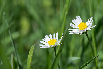 Image showing Spring flowers daisies