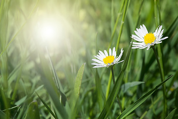 Image showing Spring flowers daisies