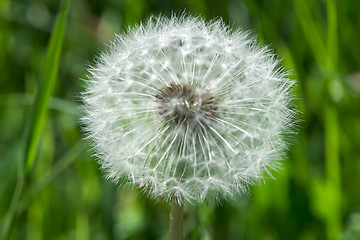 Image showing Blooming dandelion