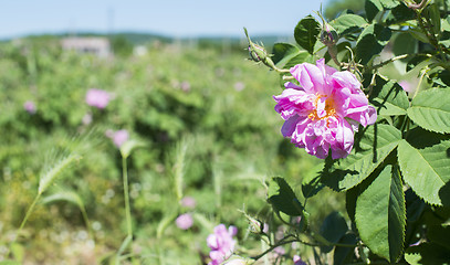 Image showing Plantation crops roses