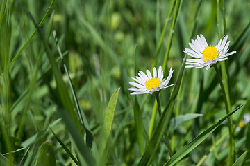 Image showing Spring flowers daisies