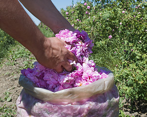 Image showing Plantation crops roses