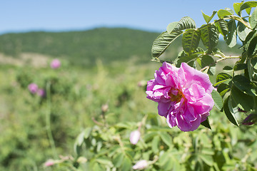 Image showing Plantation crops roses