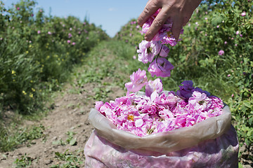 Image showing Plantation crops roses