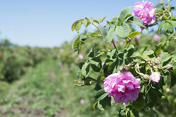 Image showing Plantation crops roses