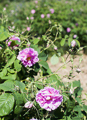 Image showing Plantation crops roses