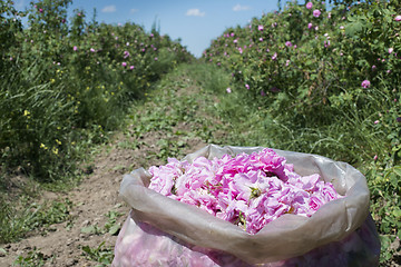 Image showing Plantation crops roses