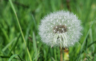 Image showing Blooming dandelion