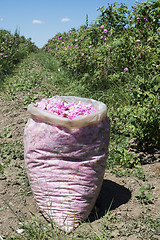 Image showing Plantation crops roses