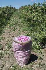 Image showing Plantation crops roses