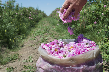 Image showing Plantation crops roses